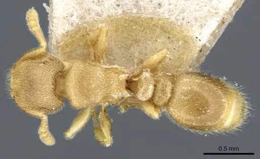 Tetramorium microps specimen CASENT0904792 image casent0904792_1