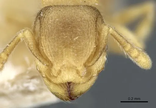 Tetramorium microps specimen CASENT0904792 image casent0904792_2