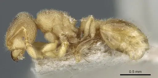 Tetramorium microps specimen CASENT0904792 image casent0904792_3