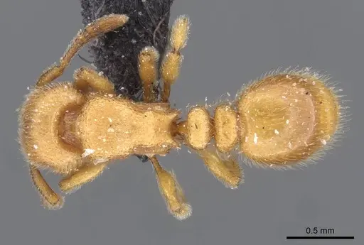 Tetramorium microps specimen CASENT0909081 image casent0909081_1