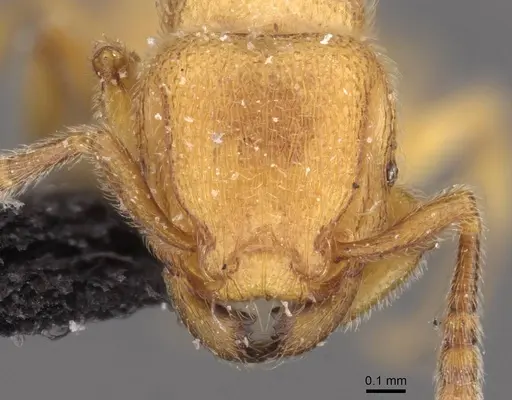 Tetramorium microps specimen CASENT0909081 image casent0909081_2