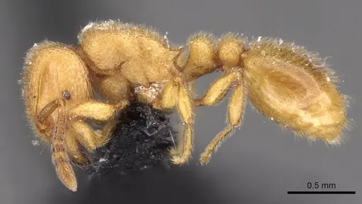 Tetramorium microps specimen CASENT0909081 image casent0909081_3