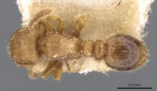 Tetramorium microps specimen CASENT0909082 image casent0909082_1