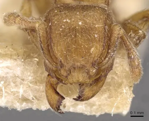 Tetramorium microps specimen CASENT0909082 image casent0909082_2