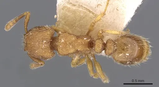 Tetramorium microps specimen CASENT0909083 image casent0909083_1