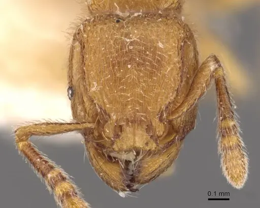Tetramorium microps specimen CASENT0909083 image casent0909083_2