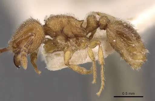 Tetramorium microps specimen CASENT0909083 image casent0909083_3