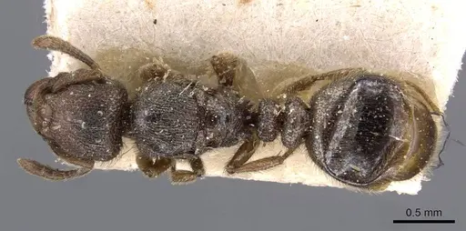 Tetramorium microps specimen CASENT0909084 image casent0909084_1