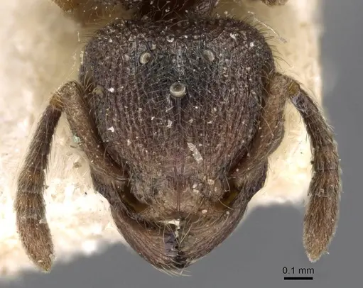 Tetramorium microps specimen CASENT0909084 image casent0909084_2