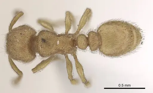 Tetramorium microps specimen CASENT0919650 image casent0919650_1