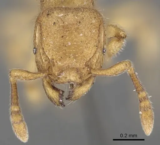 Tetramorium microps specimen CASENT0919650 image casent0919650_2