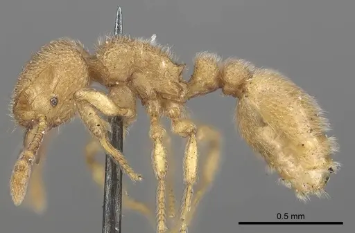 Tetramorium microps specimen CASENT0919650 image casent0919650_3