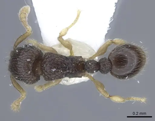 Tetramorium minimum specimen CASENT0217070 image casent0217070_1