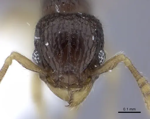 Tetramorium minimum specimen CASENT0217070 image casent0217070_2