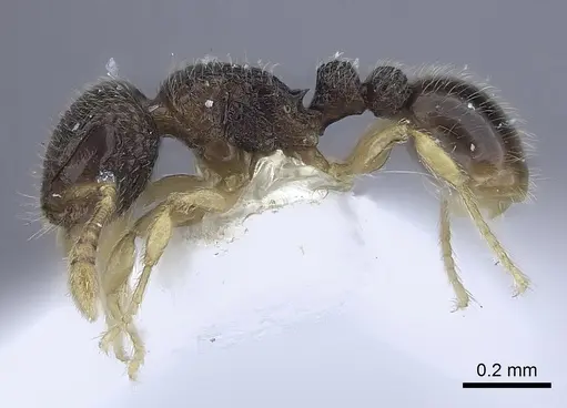 Tetramorium minimum specimen CASENT0217070 image casent0217070_3