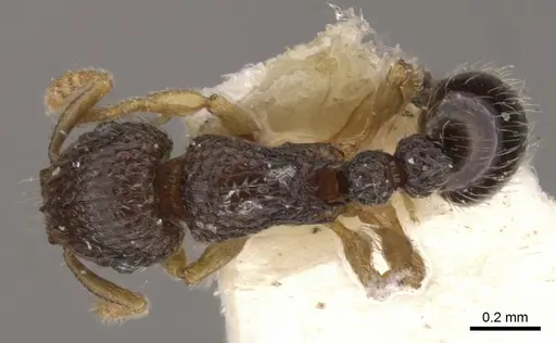 Tetramorium minimum specimen CASENT0901150 image casent0901150_1