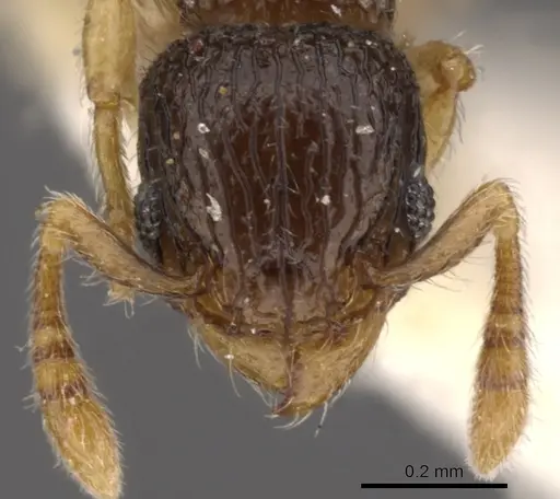 Tetramorium minimum specimen CASENT0901150 image casent0901150_2
