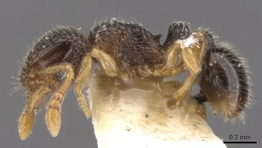 Tetramorium minimum specimen CASENT0901150 image casent0901150_3