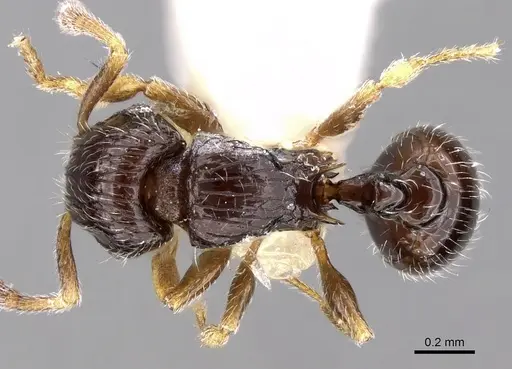 Tetramorium minusculum specimen CASENT0280901 image casent0280901_1