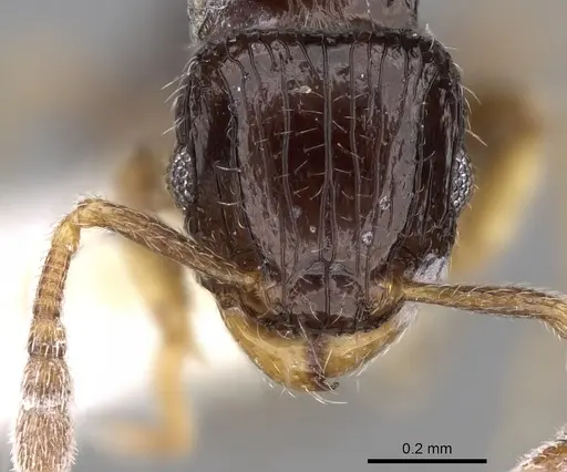 Tetramorium minusculum specimen CASENT0280901 image casent0280901_2