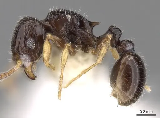 Tetramorium minusculum specimen CASENT0280901 image casent0280901_3