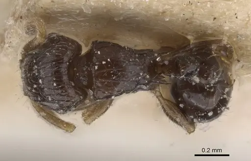 Tetramorium minusculum specimen CASENT0915034 image casent0915034_1