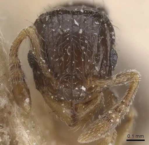 Tetramorium minusculum specimen CASENT0915034 image casent0915034_2