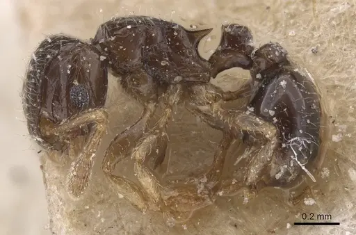 Tetramorium minusculum specimen CASENT0915034 image casent0915034_3