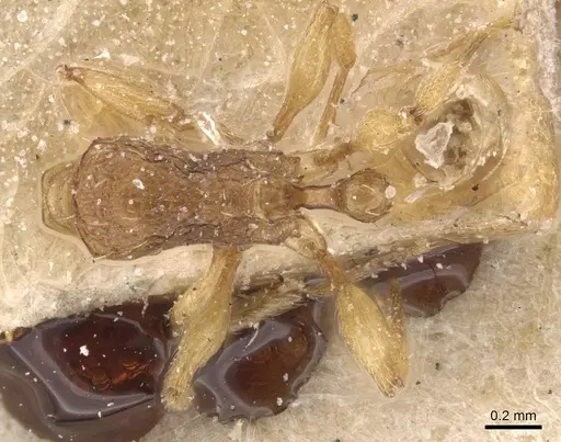 Tetramorium miserabile specimen CASENT0915031 image casent0915031_1