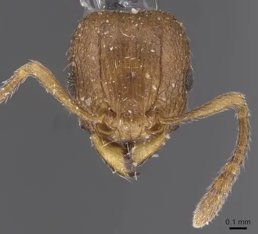 Tetramorium miserabile specimen CASENT0915031 image casent0915031_2