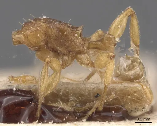 Tetramorium miserabile specimen CASENT0915031 image casent0915031_3