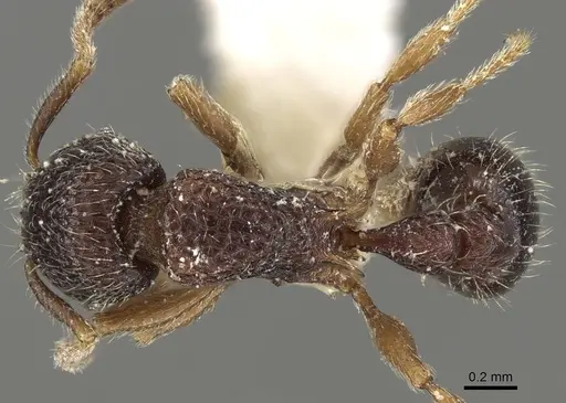 Tetramorium mixtum specimen CASENT0280896 image casent0280896_1