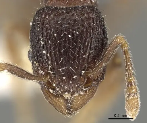 Tetramorium mixtum specimen CASENT0280896 image casent0280896_2