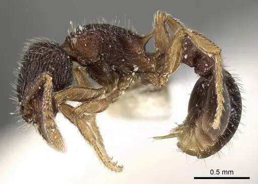 Tetramorium mixtum specimen CASENT0280896 image casent0280896_3