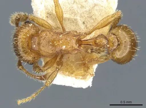 Tetramorium mixtum specimen CASENT0904846 image casent0904846_1