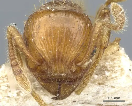 Tetramorium mixtum specimen CASENT0904846 image casent0904846_2