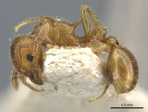 Tetramorium mixtum specimen CASENT0904846 image casent0904846_3