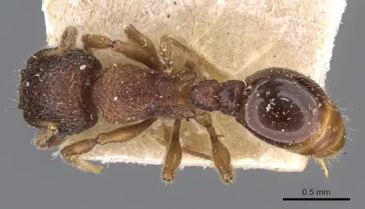 Tetramorium mixtum specimen CASENT0909172 image casent0909172_1