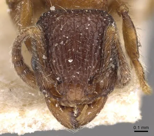 Tetramorium mixtum specimen CASENT0909172 image casent0909172_2