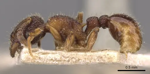 Tetramorium mixtum specimen CASENT0909172 image casent0909172_3