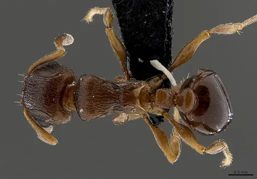 Tetramorium mkomazi specimen CASENT0098010 image casent0098010_1