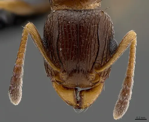Tetramorium mkomazi specimen CASENT0098010 image casent0098010_2