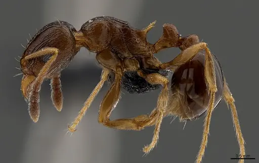 Tetramorium mkomazi specimen CASENT0098010 image casent0098010_3