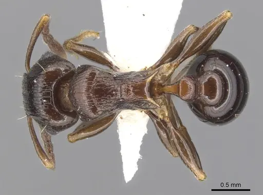 Tetramorium mkomazi specimen ZFMKHYM20096087 image zfmkhym20096087_1