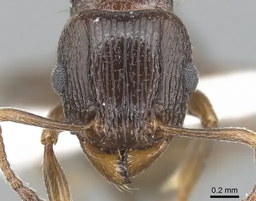 Tetramorium mkomazi specimen ZFMKHYM20096087 image zfmkhym20096087_2