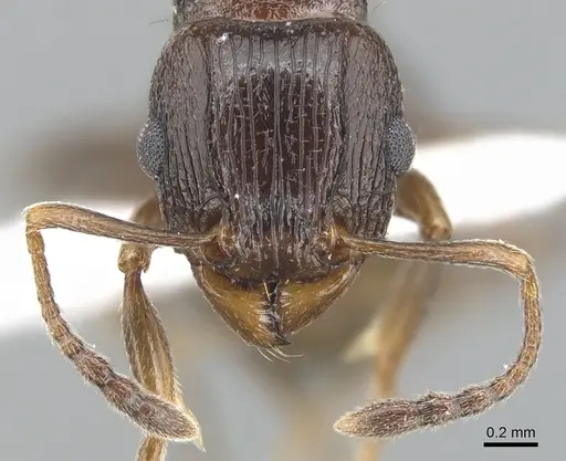 Tetramorium mkomazi specimen ZFMKHYM20096087 image zfmkhym20096087_3