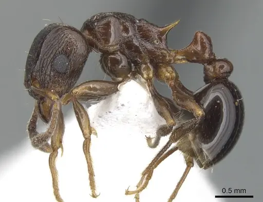 Tetramorium mkomazi specimen ZFMKHYM20096087 image zfmkhym20096087_4