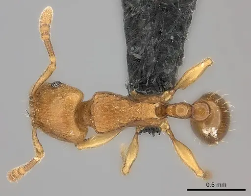 Tetramorium monticola specimen CASENT0039446 image casent0039446_1