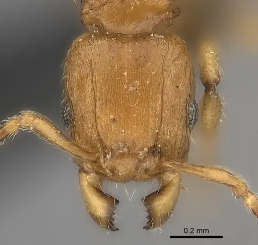 Tetramorium monticola specimen CASENT0039446 image casent0039446_2