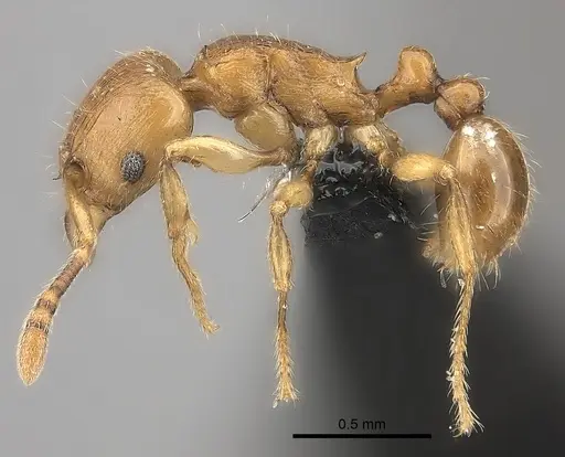 Tetramorium monticola specimen CASENT0039446 image casent0039446_3